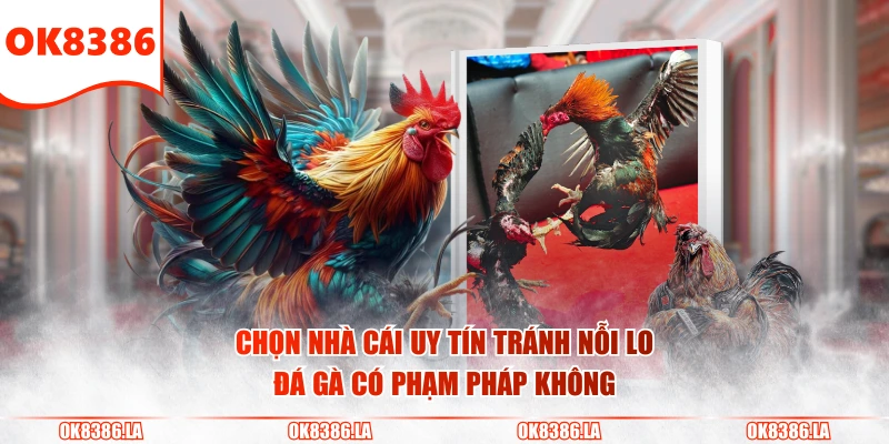 Chọn nhà cái uy tín tránh nỗi lo đá gà có phạm pháp không